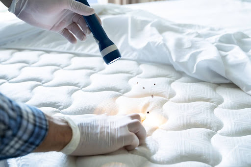 A person inspecting a mattress with a flashlight, discovering multiple bed bug fecal stains, indicating an infestation.