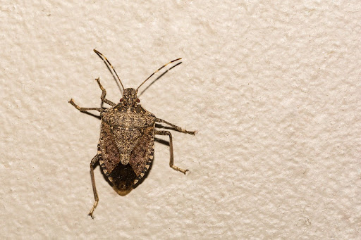 A brown marmorated stink bug clinging to a textured white wall.