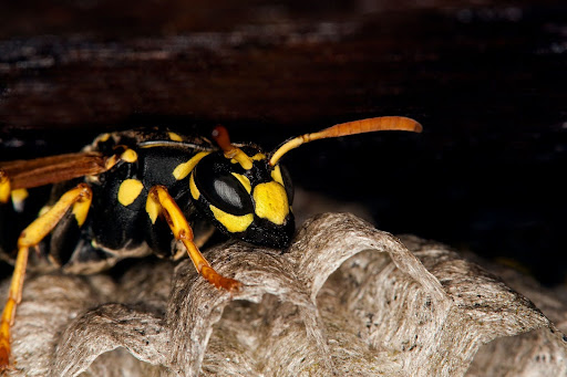 A close-up of a paper wasp resting on its nest, highlighting the detailed texture of the hive.