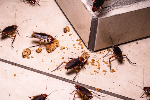 Multiple cockroaches gathering around food crumbs on a tiled floor, indicating a severe infestation problem.