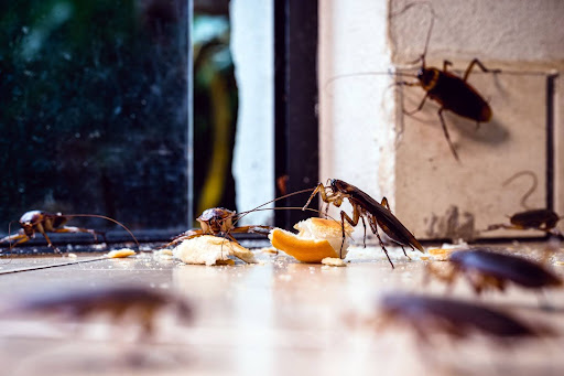Cockroaches feeding on crumbs near a window, demonstrating the importance of keeping food areas clean to prevent infestations.