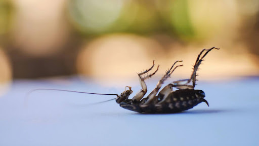 A close-up of a dead cockroach lying on its back on a smooth surface, emphasizing the effectiveness of pest control.
