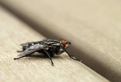 A close-up of a housefly resting on a wooden surface.