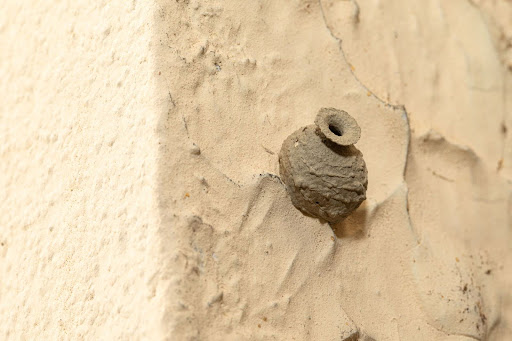 A close-up of a mud dauber wasp nest attached to a textured wall.