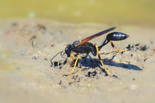 A mud dauber wasp on damp soil collecting mud.
