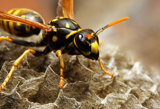 A paper wasp standing on its nest, appearing to guard the hive, emphasizing their territorial nature.