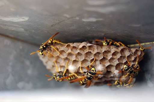 A colony of paper wasps building their nest under a sheltered area, demonstrating a common nesting location.