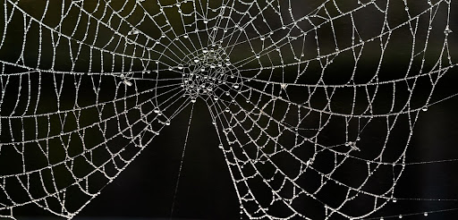 A spider web covered in dewdrops against a dark background.