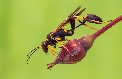 A thread-waisted wasp perched on a plant bud against a green background.