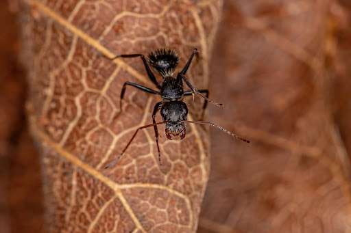 A spiny ant perched on a dry leaf with a textured background.