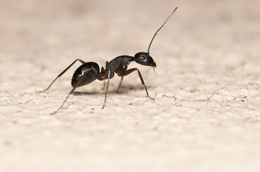 A black ant walking on a smooth surface.