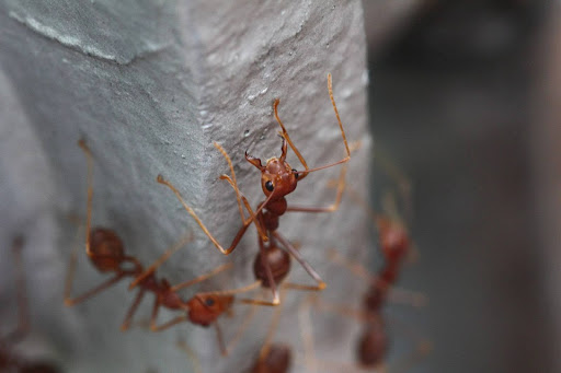 Fire ants climbing a concrete surface with one facing the camera.