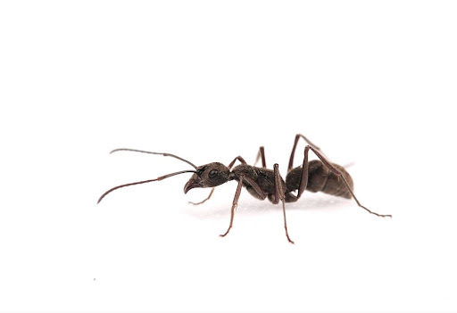Ant on white background, ant control in westerville Ohio