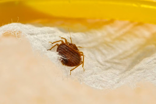 Bed bug crawling through a mattress covering 