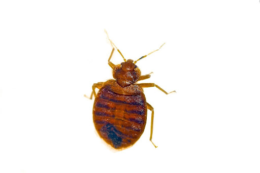 Bed bug isolated on a white background