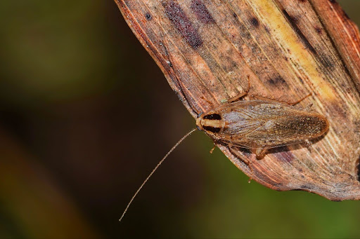 Cockroach crawling on roach