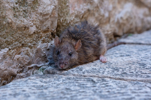 Large grey rat hiding in between the concrete and a wall
