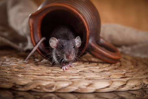 Small rat peaking out of an overturned coffee cup