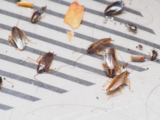 Roaches eating leftover food