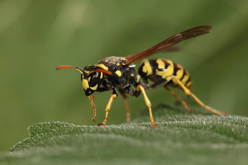 Wasp sitting on a green leaf