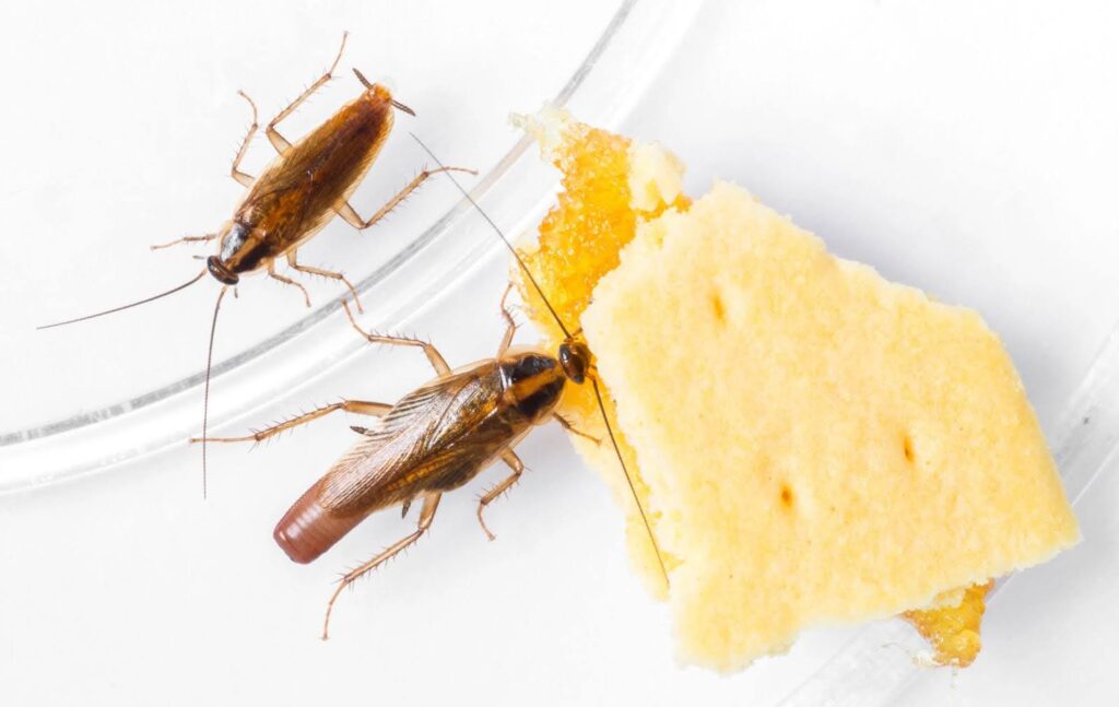Looking for Pest Control in Columbus, OH?