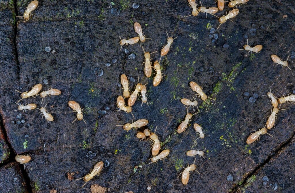 termite bug bomb