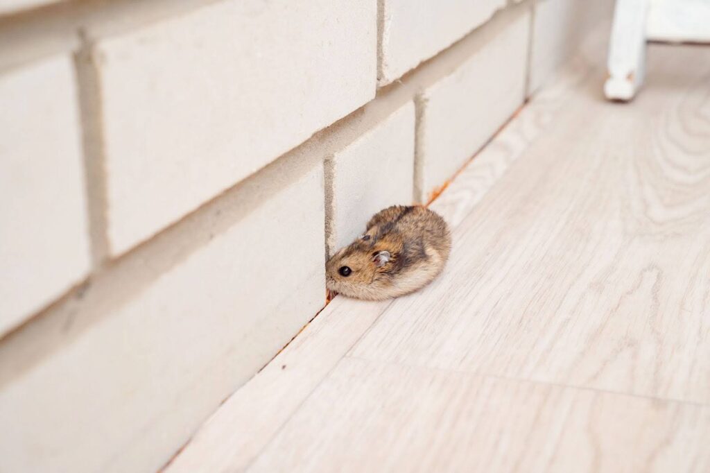 best way to get rid of rats nesting in insulation
