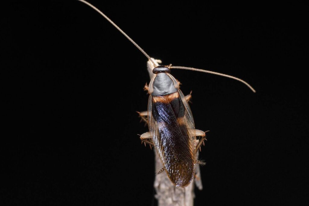 Brown-Banded Cockroach vs. German Cockroach