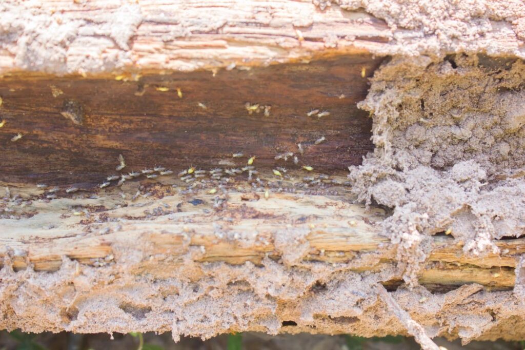 termite bug bomb