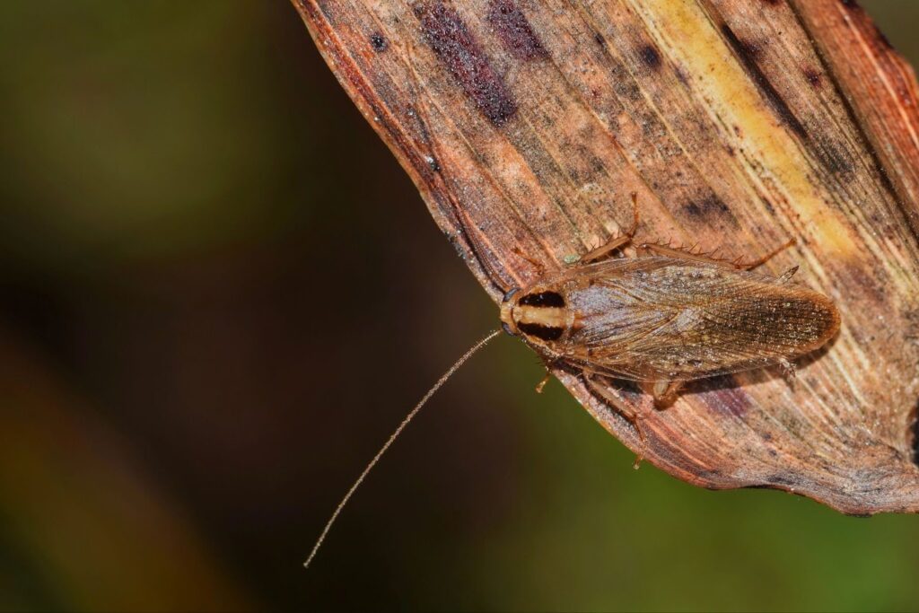 brown-banded cockroach vs german