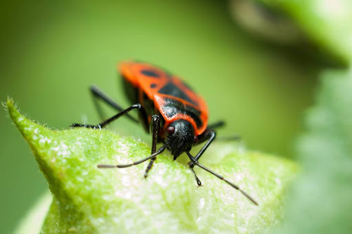 Boxelder bug on a leaf