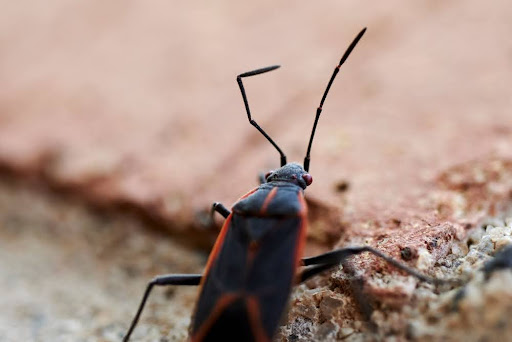 Close up of a boxedler bug