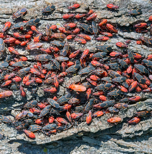 A large number of boxelder bugs (Boisea trivittata) infest a tree.