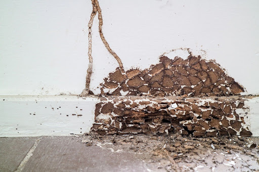 Termite damage on white wall
