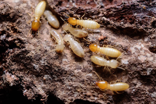 Termites crawling though hard dirt