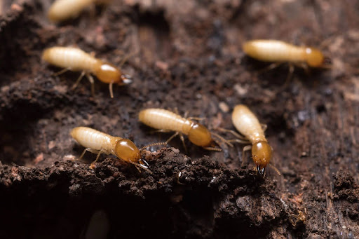 Termites crawling through damp soil
