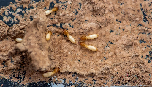 Termites crawling in their nest
