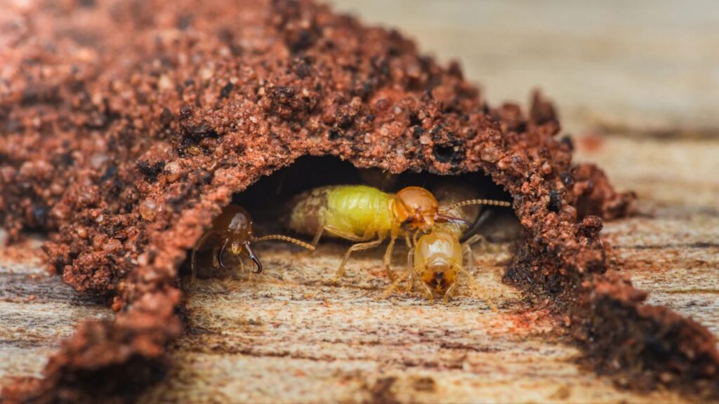 The Ultimate Guide to Ohio Termites