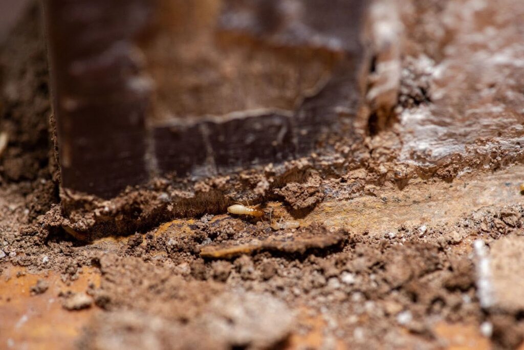 The Ultimate Guide to Ohio Termites