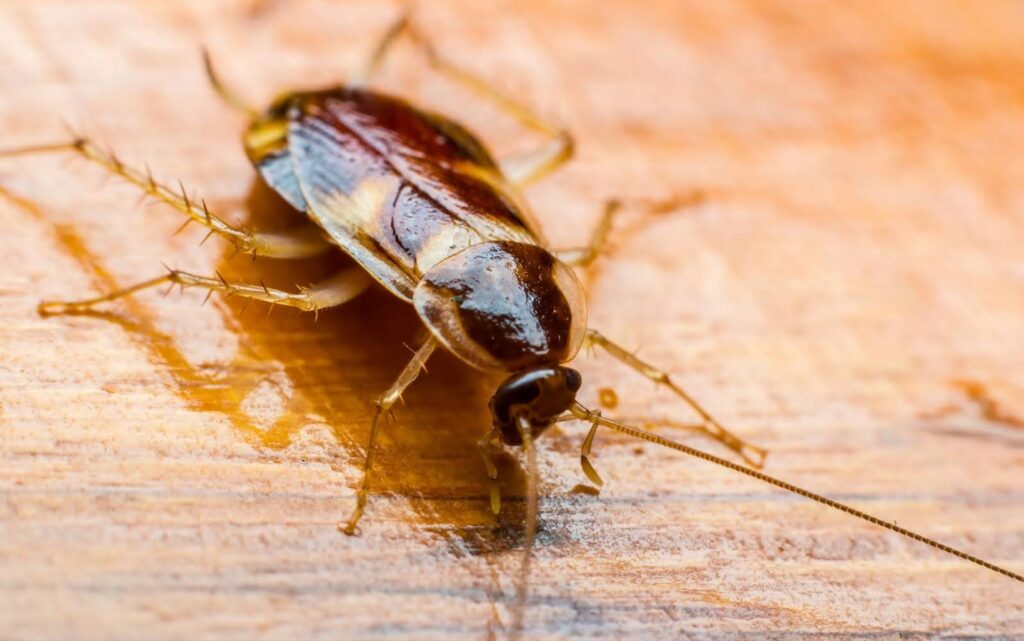 German Cockroach vs. Asian Cockroach: Spotting the Differences