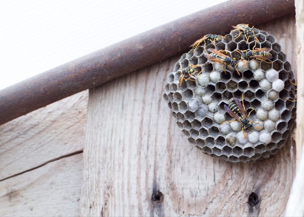 When is the Best Time to Spray a Wasp Nest?