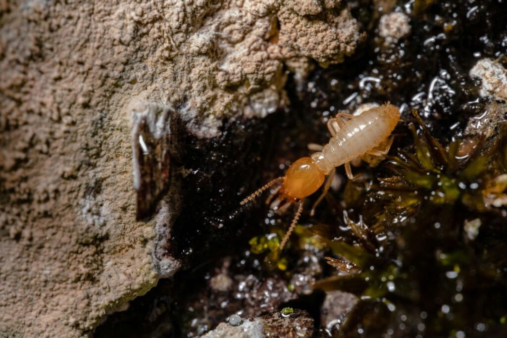 What's the Best Termite Treatment?