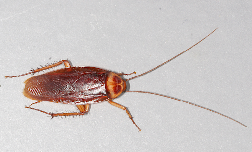 American cockroaches are not as prolific as German roaches, but it's best to call a roach pest control service to provide a long-term solution. 