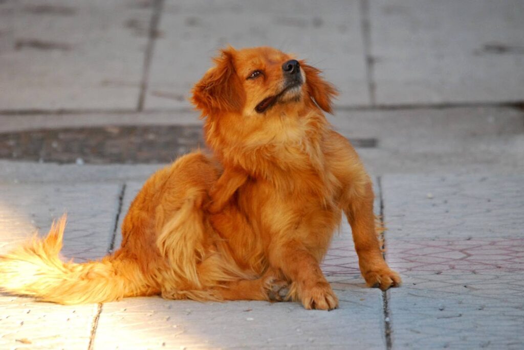 A dig itching due to fleas at home.