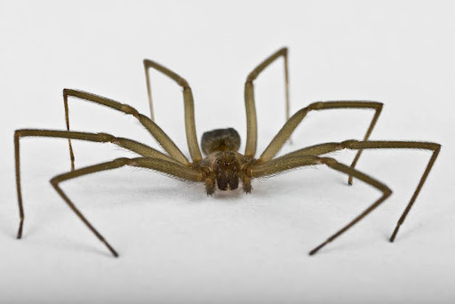 Brown house spider. They are common and relatively harmless but they can be a pest.