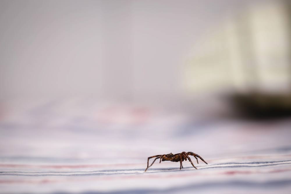 A brown recluse. These spiders are dangerous and should be removed by a professional spider exterminator.