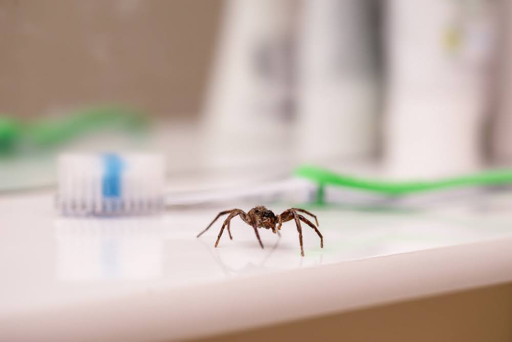 A brown spider in a bathroom. Though it could be a harmless house spider, it's best to call an Ohio spider exterminator!