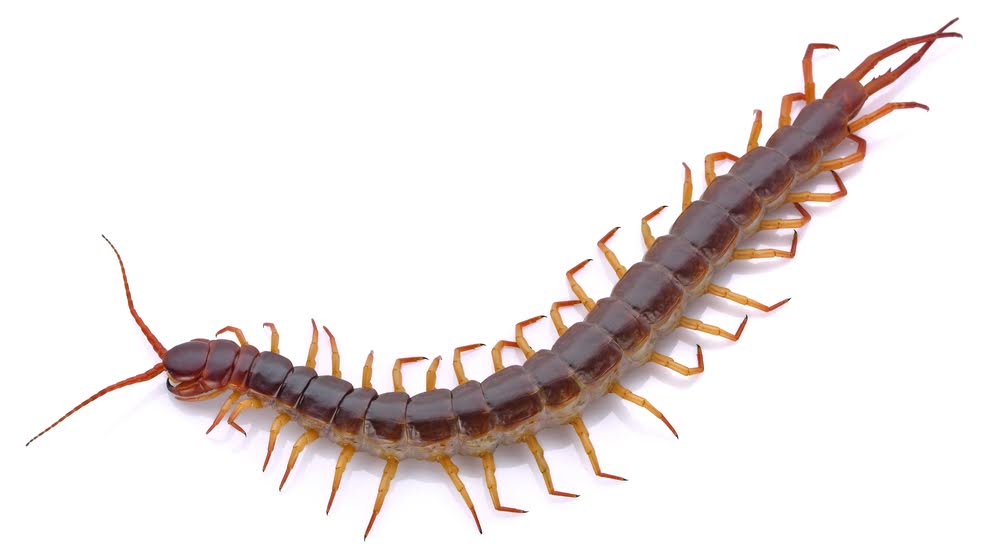 A centipede is markedly different than a silverfish. They are a pest to consider removing due to their venomous bite.
