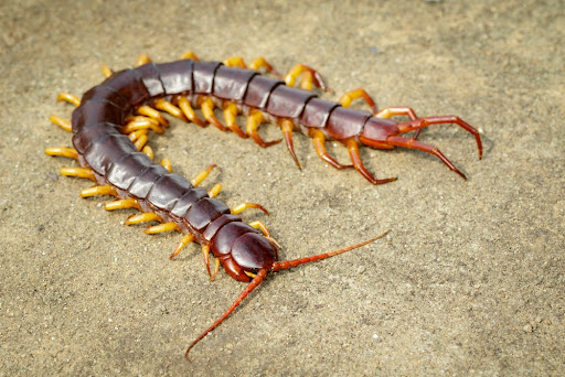 Centipedes are venomous and if there is a large population you should consider a centipede removal service in Ohio.