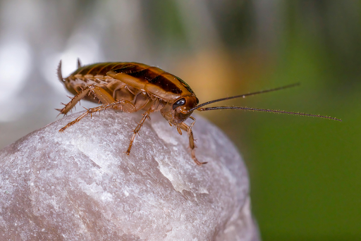 German roaches breed quickly. You should seek a cockroach exterminator near you to eliminate infestations long-term.